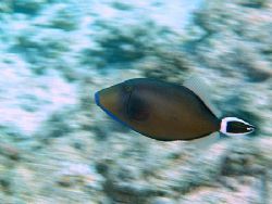 Created movement while taken a photo of this triggerfish,... by Nikki Van Veelen 